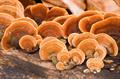 phellinus linteus